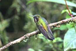 Image of Amethyst-throated Sunangel