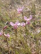 Image of Purple donkey orchid