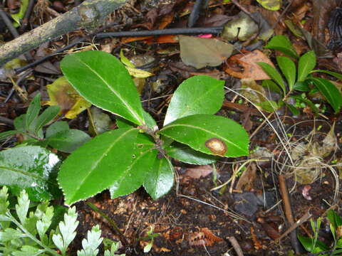 Image of Sasanqua camellia