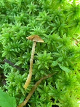 Image of Hypholoma elongatum (Pers.) Ricken 1915