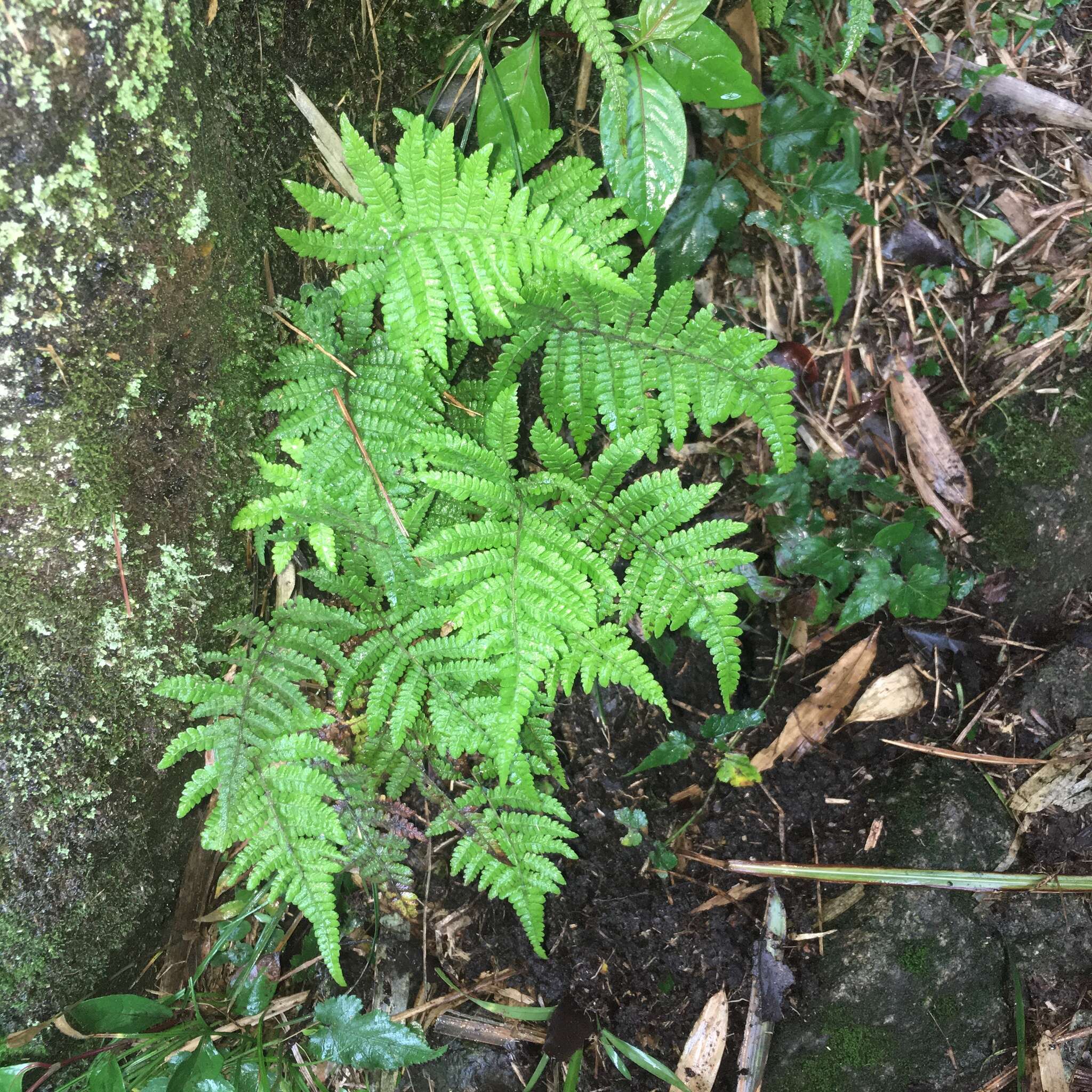 Plancia ëd Metathelypteris uraiensis (Rosenst.) Ching