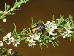 Image of Castiarina anchoralis (Gory & Laporte 1838)