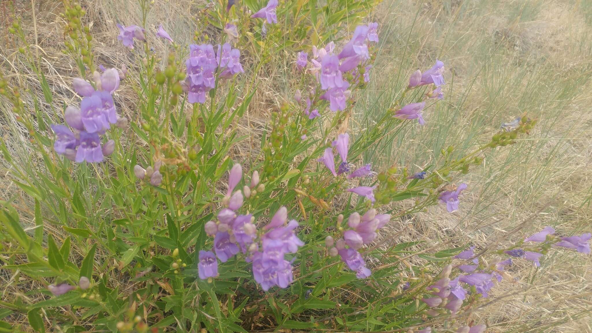 Sivun Penstemon venustus Dougl. kuva