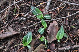 Image of Giant Rattlesnake-plantain