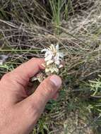 Image of spotted beebalm