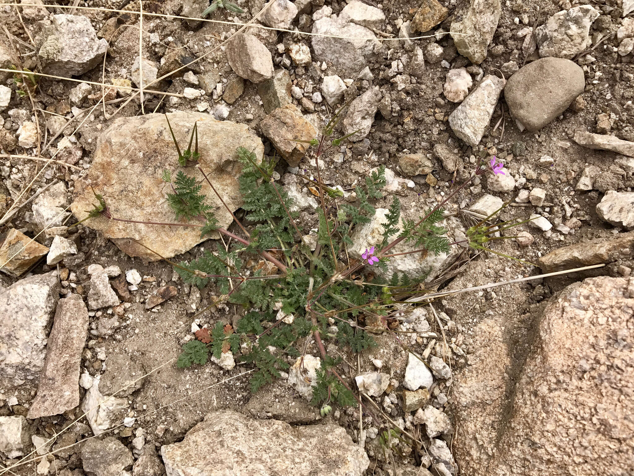 Oenothera cespitosa Nutt. resmi