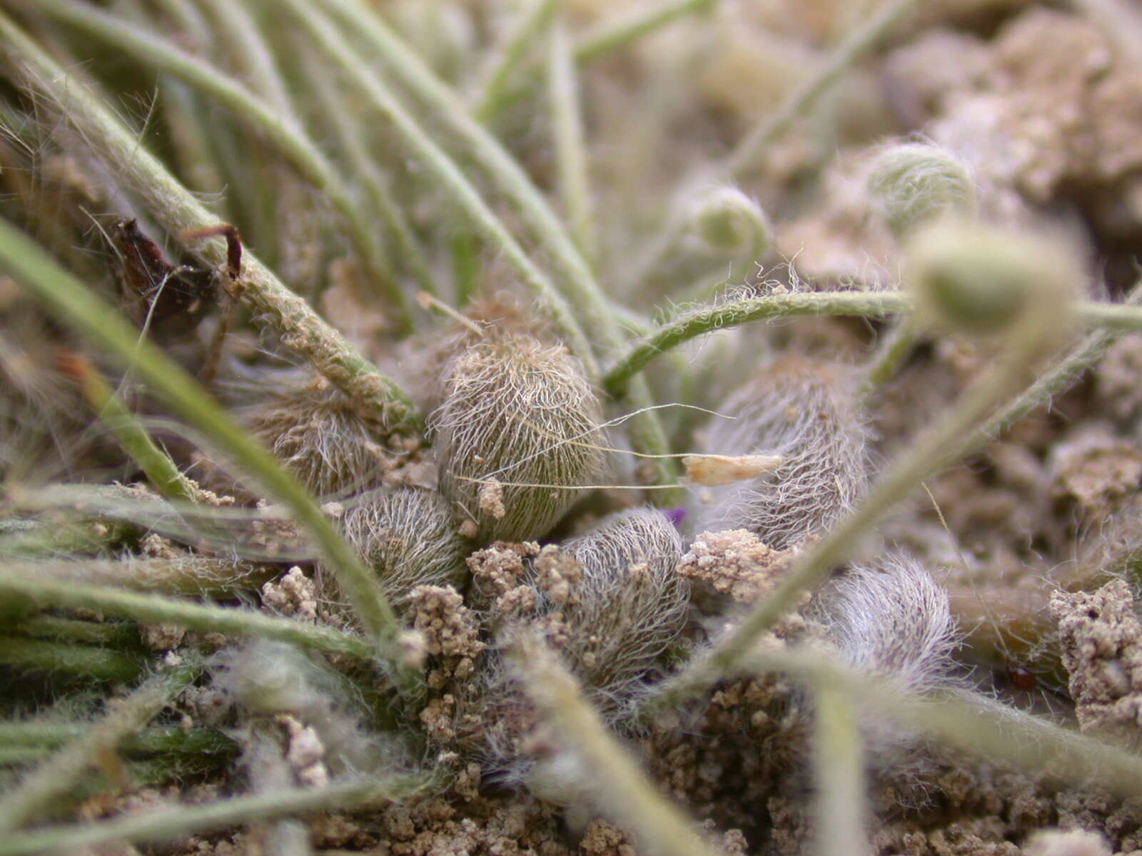 Image of Marsilea strigosa Willd.