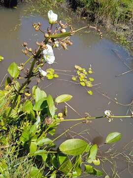 Image of Florida Burrhead