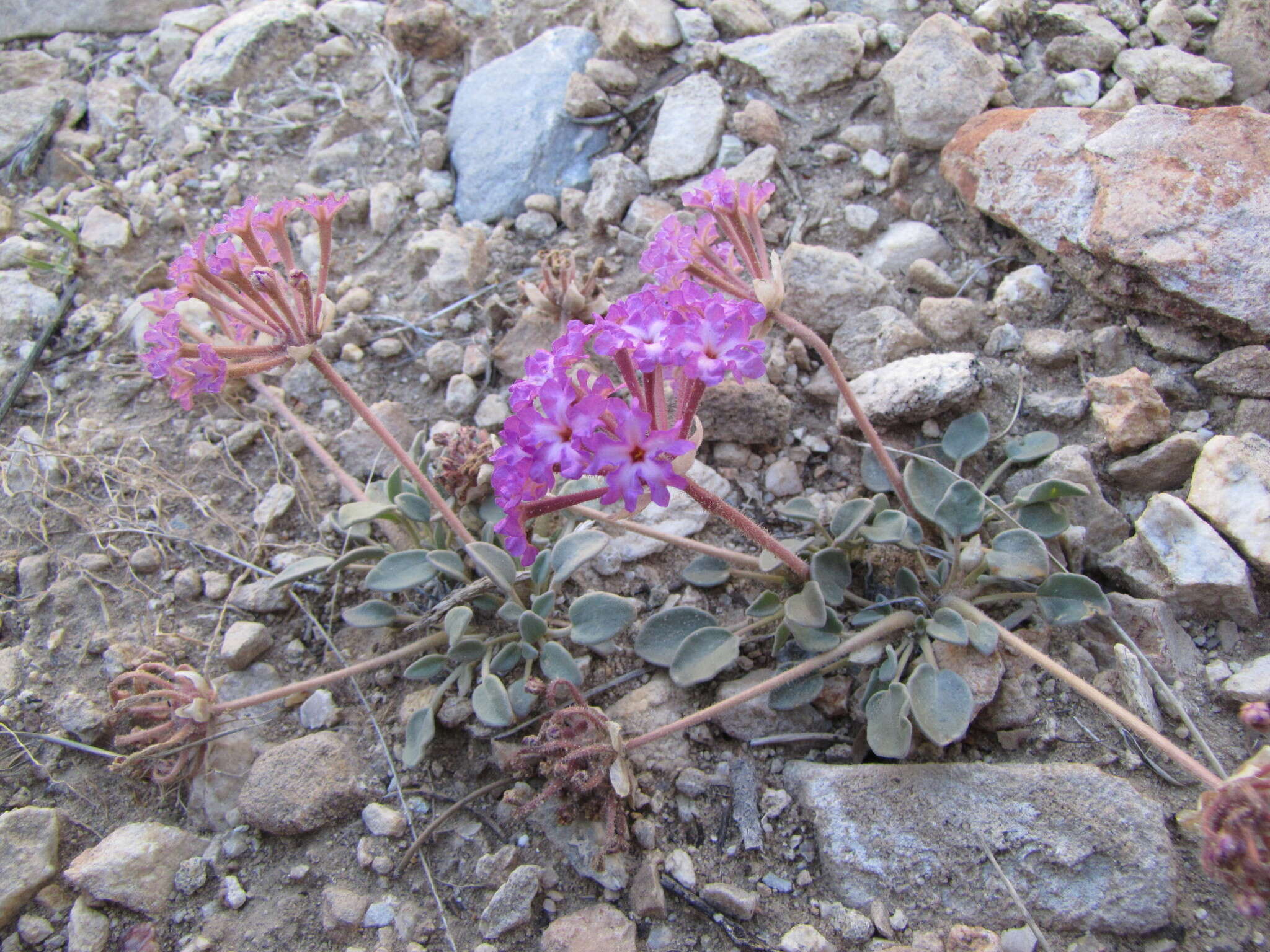 Image of Coville's dwarf sand verbena