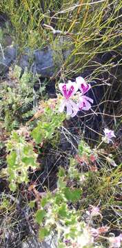 Imagem de <i>Pelargonium scabroide</i>