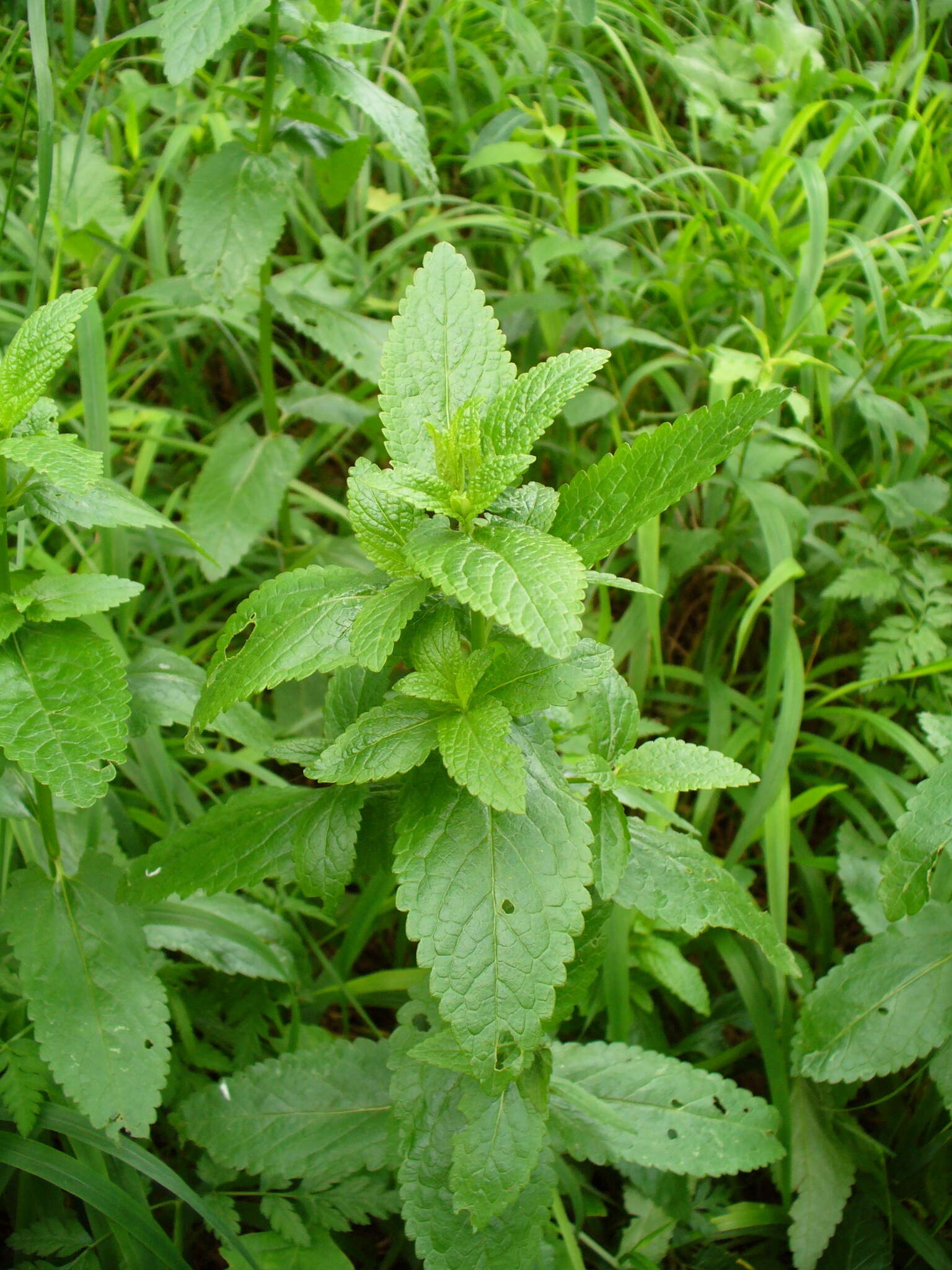 Image of Nepeta nuda L.