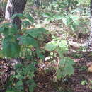 صورة Fraxinus chinensis subsp. rhynchophylla (Hance) A. E. Murray