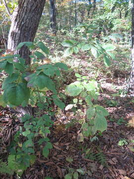 صورة Fraxinus chinensis subsp. rhynchophylla (Hance) A. E. Murray