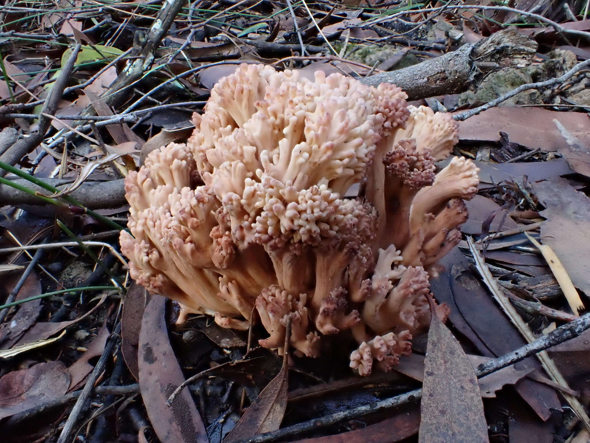 Image of Ramaria botrytoides (Peck) Corner 1950