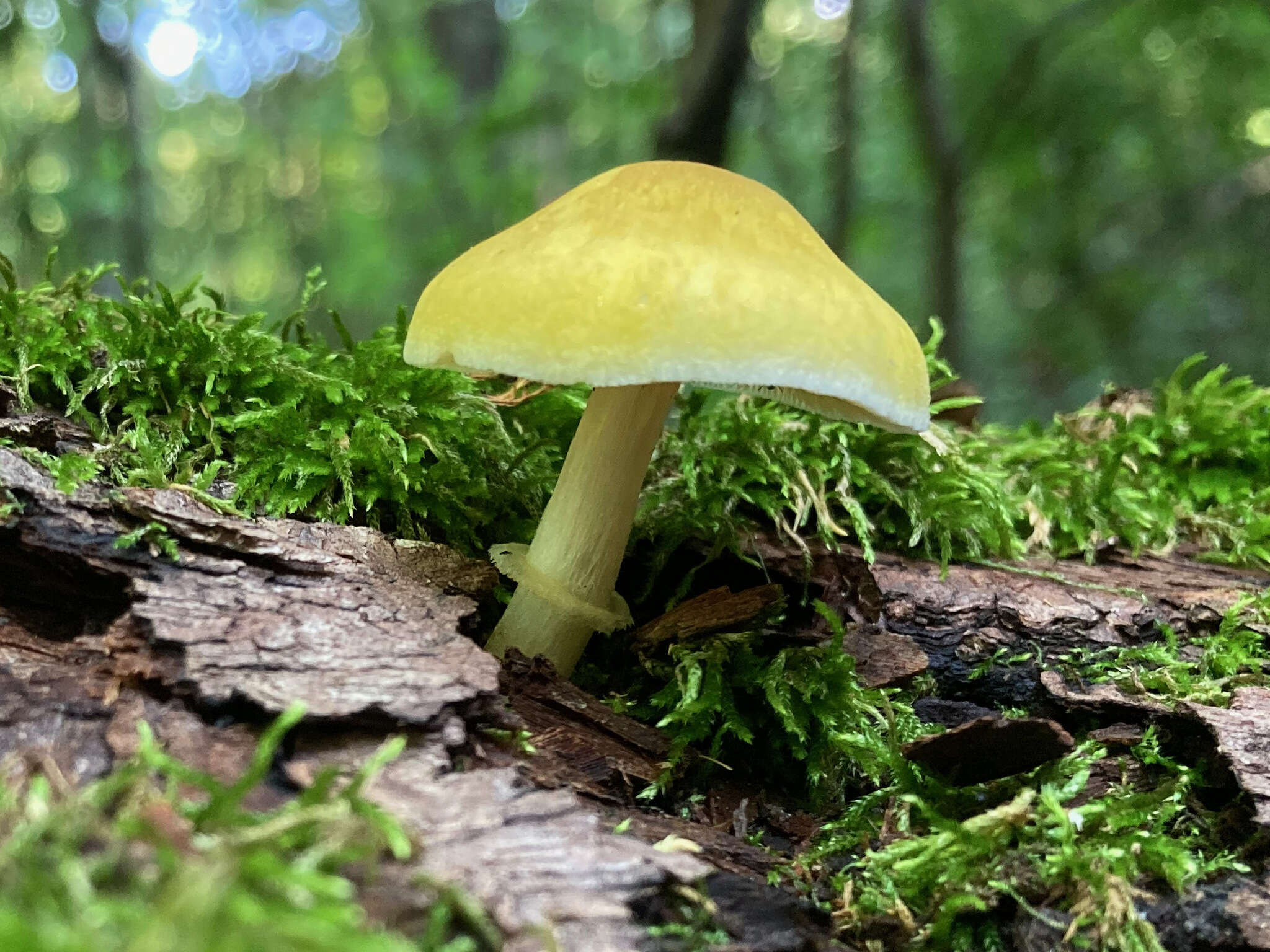 Image of Pluteus mammillatus (Longyear) Minnis, Sundb. & Methven 2006