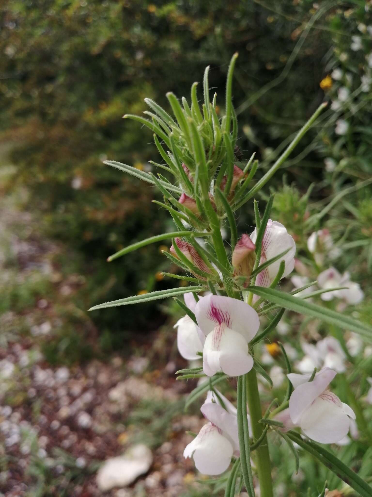 Image of Misopates calycinum (Vent.) Rothm.