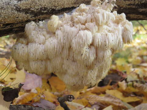 Hericium americanum Ginns 1984的圖片