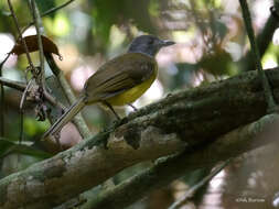 Image of Grey-headed Bristlebill