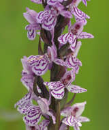 Image of Dactylorhiza grandis (Druce) P. F. Hunt