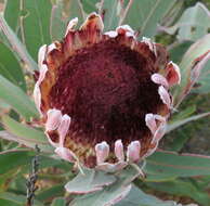 Image of Protea lorifolia (Salisb. ex Knight) Fourc.