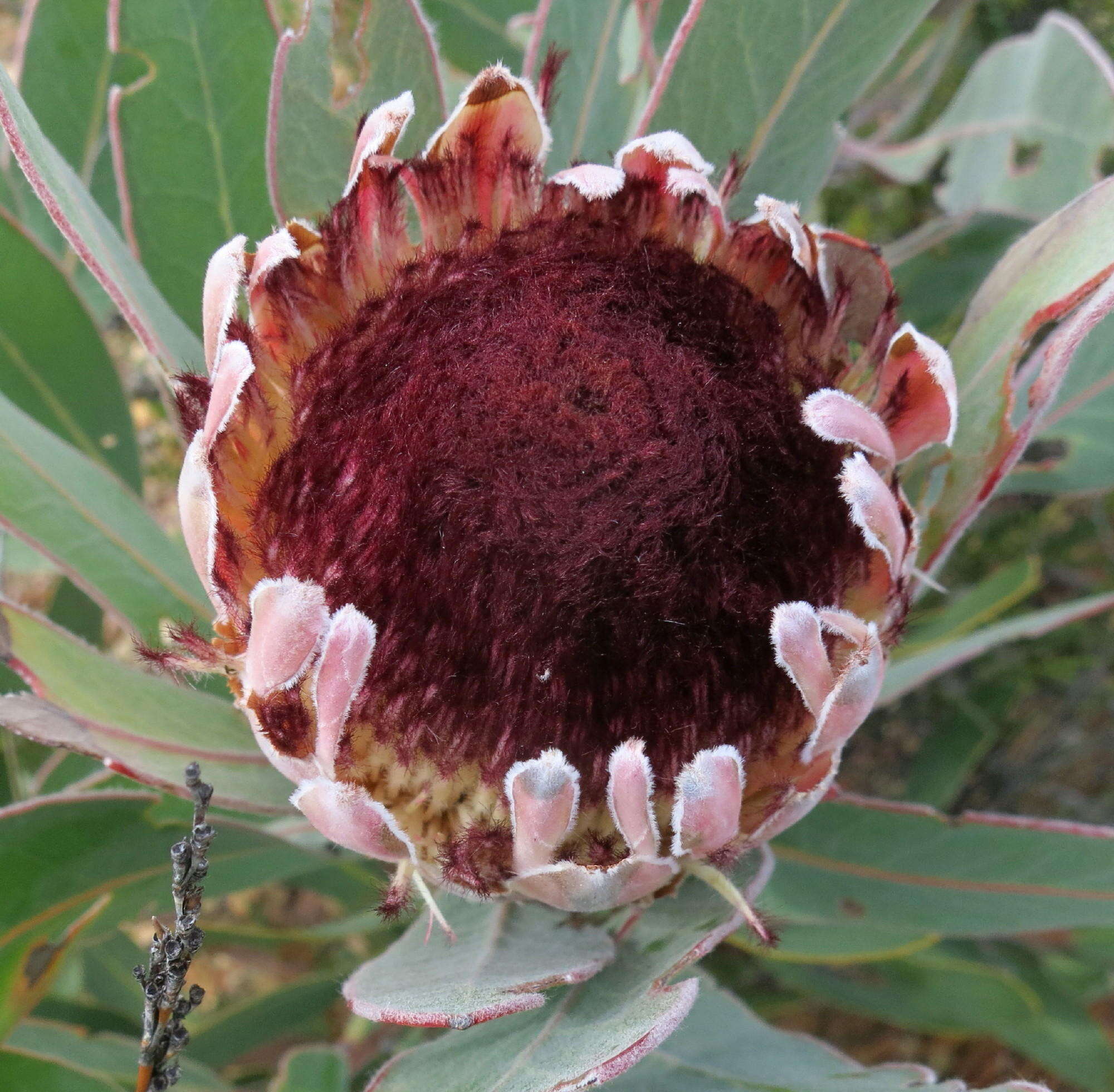 Image of Protea lorifolia (Salisb. ex Knight) Fourc.