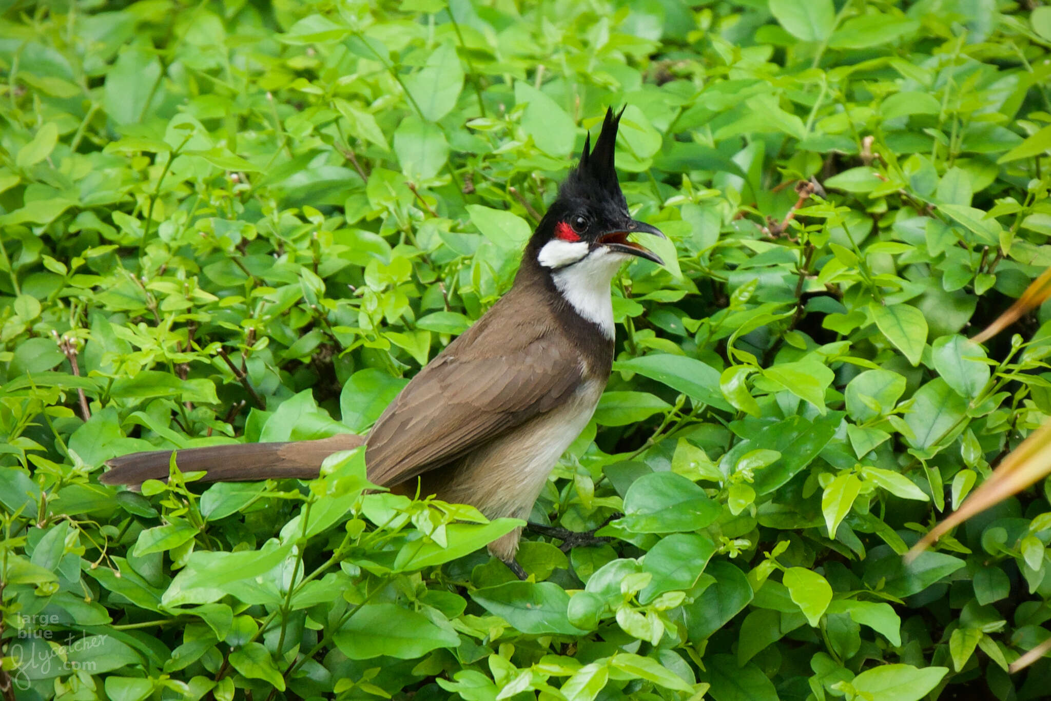 Image of Pycnonotus jocosus pattani Deignan 1948