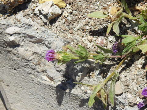 Image of Centaurea pullata L.