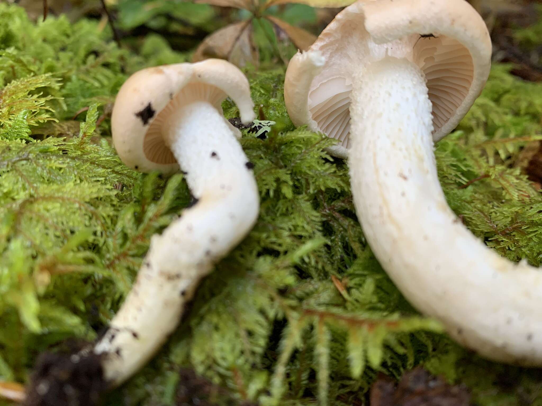 Image of Hygrophorus pudorinus (Fr.) Fr. 1836