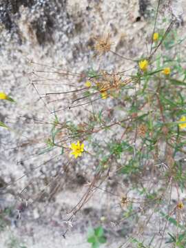 Image de Pectis saturejoides (Mill.) Sch. Bip.