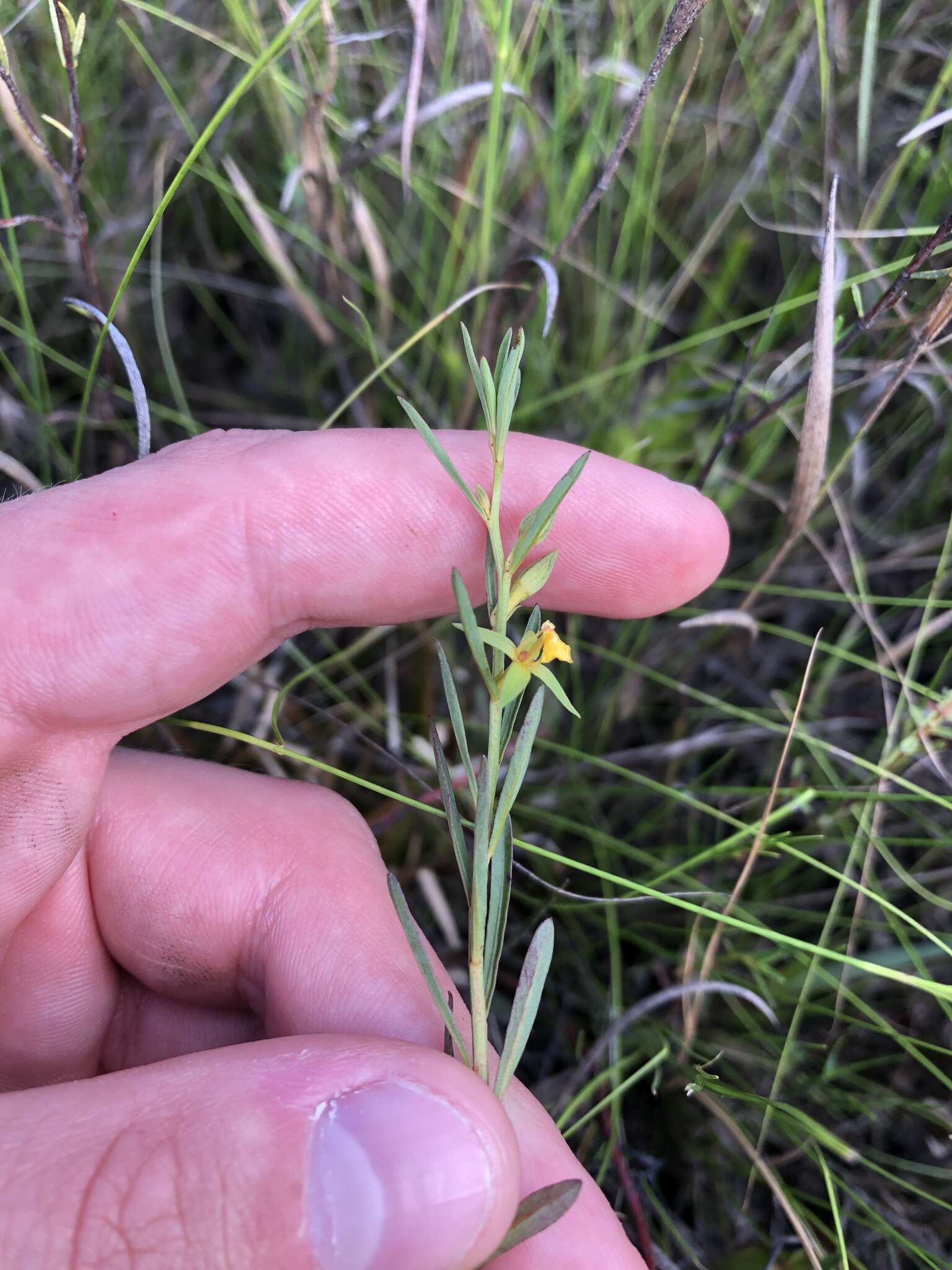 Imagem de Ludwigia linifolia Poir.