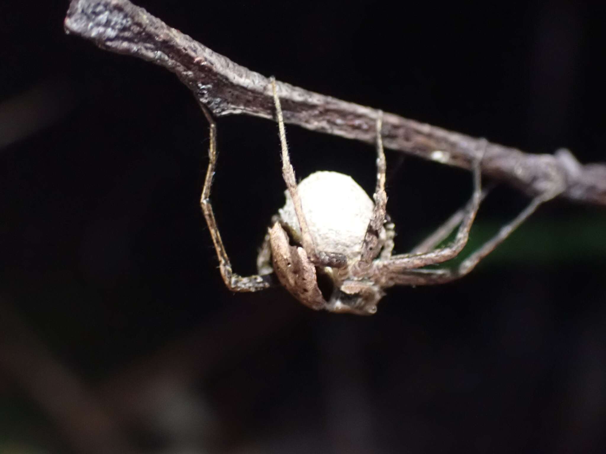 Plancia ëd Ornodolomedes mickfanningi Raven & Hebron 2018