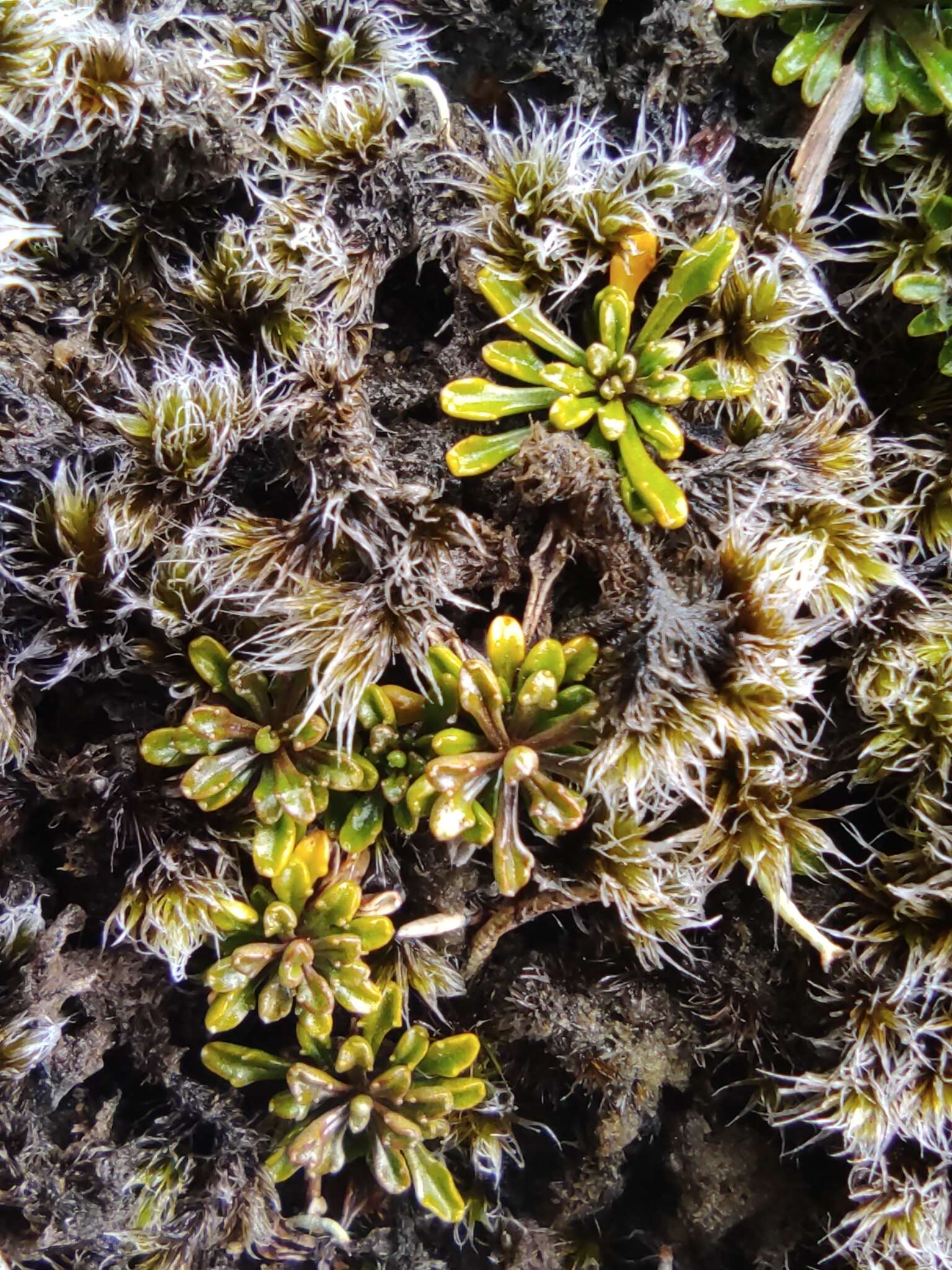 Image of Wahlenbergia pygmaea subsp. pygmaea