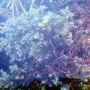 Ericaria selaginoides (Linnaeus) Molinari & Guiry 2020的图像