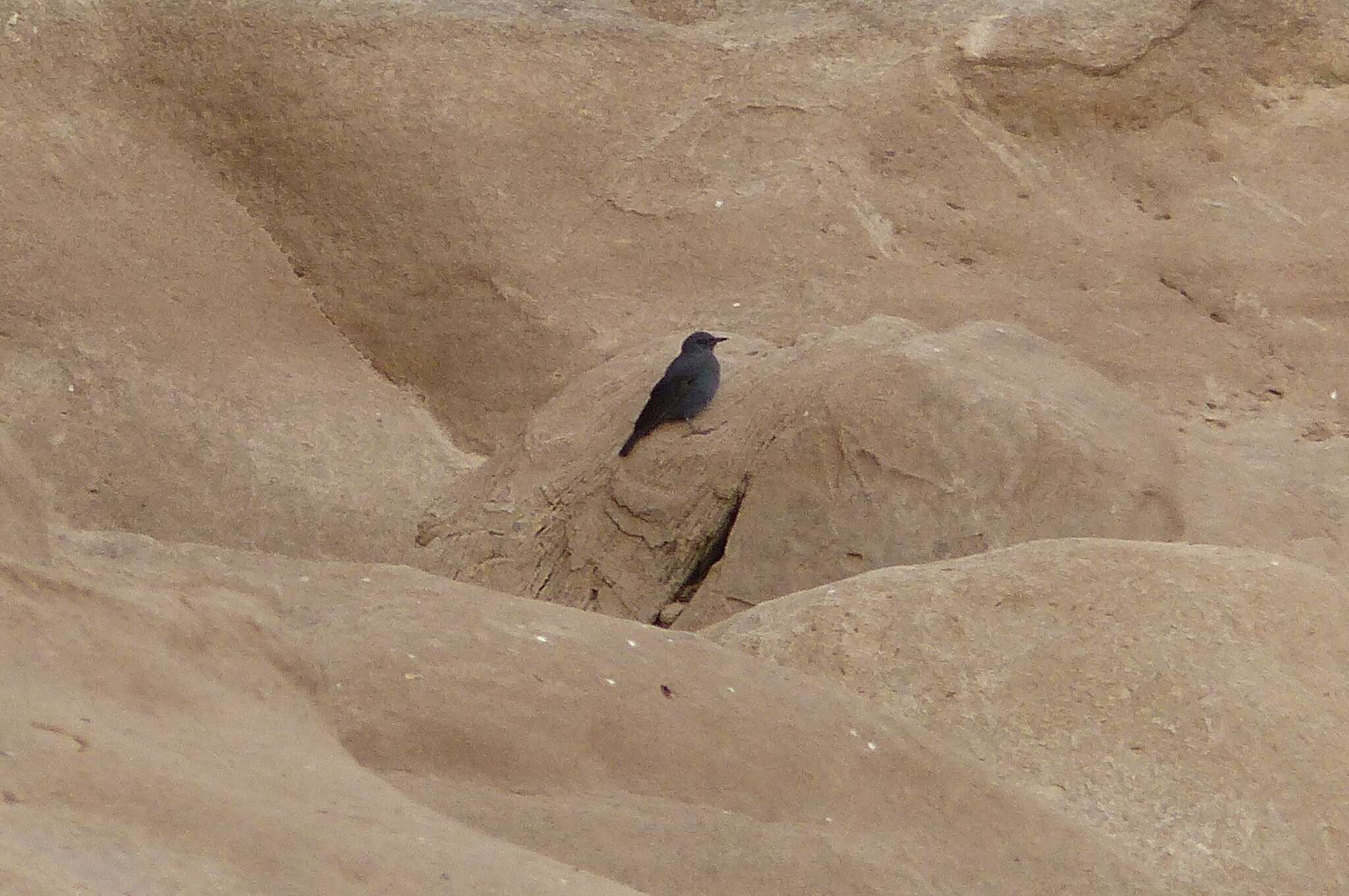 Image of Blue Rock Thrush