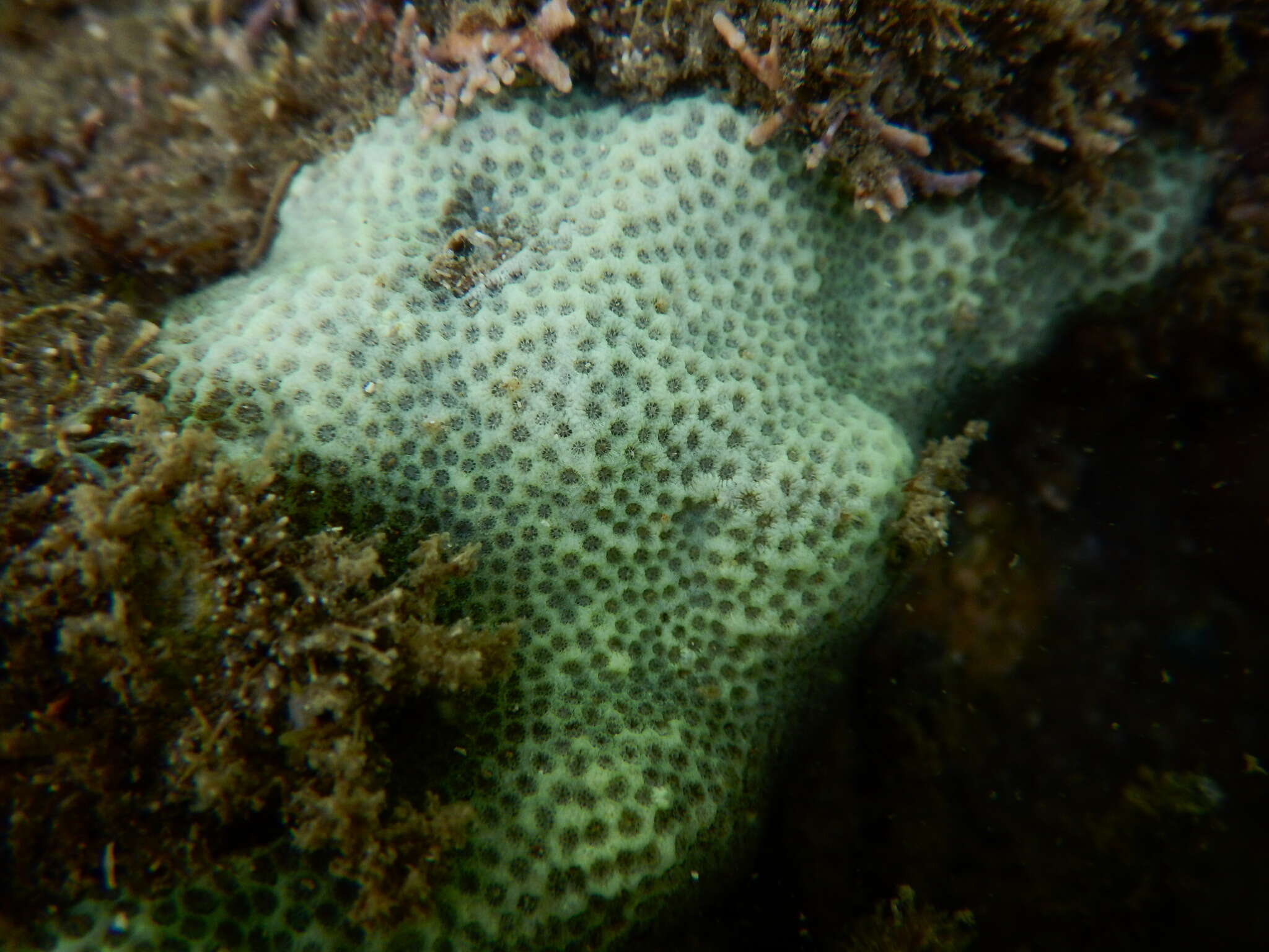 Image of hump coral