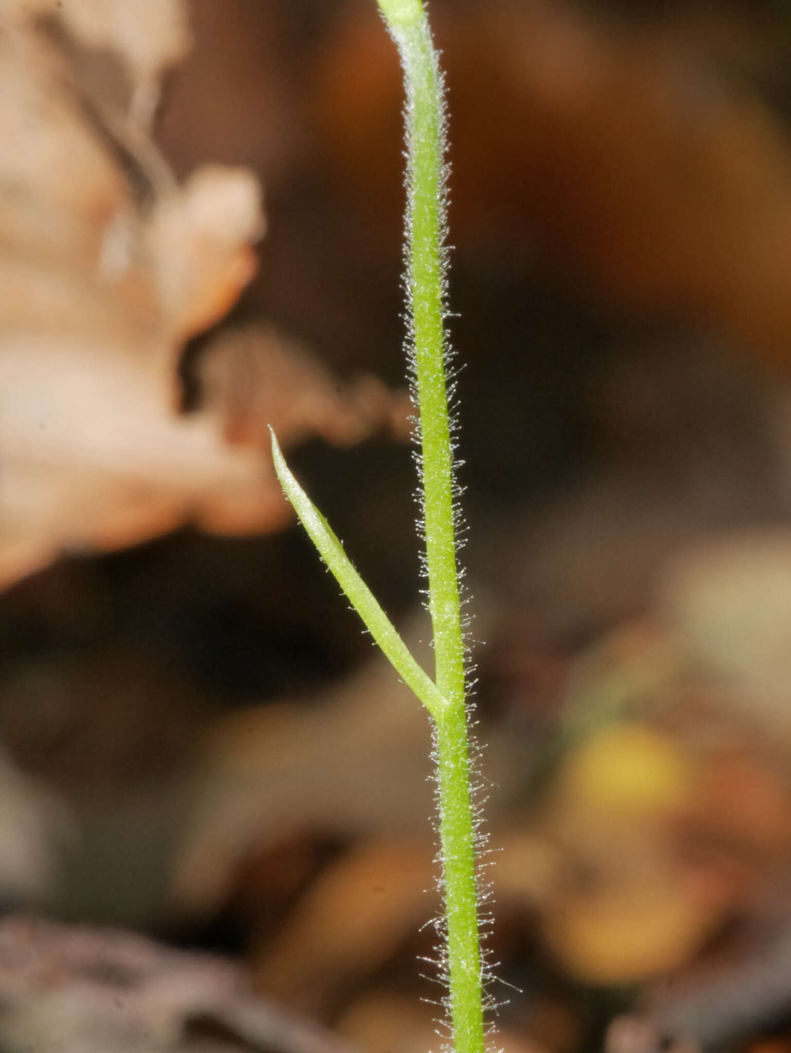 Caladenia nothofageti D. L. Jones, Molloy & M. A. Clem.的圖片