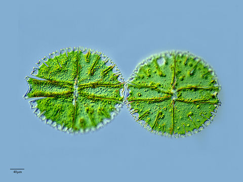 Image of <i>Micrasterias rotata</i>