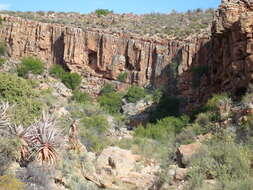 Image of Clanwilliam Aloe