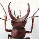 Lucanus marazziorum Zilioli 2012的圖片