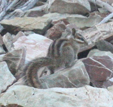 Image of Sonoma Chipmunk