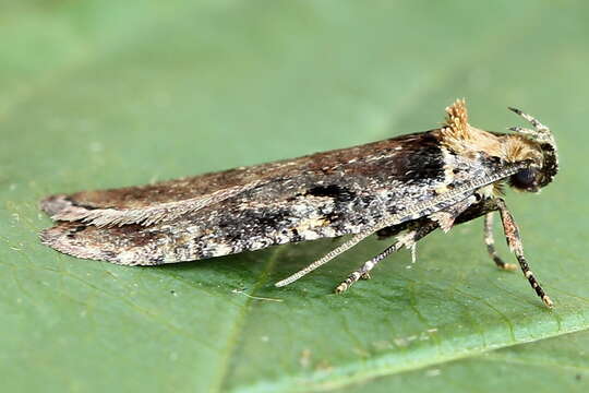 Image of Agonopterix liturosa Haworth 1811