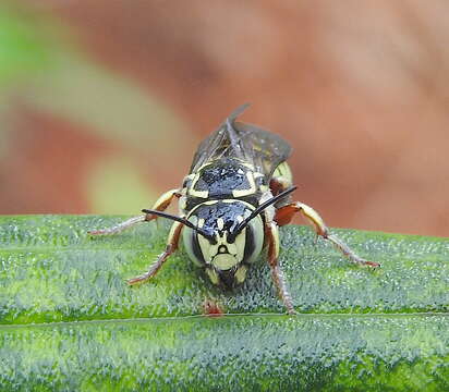 Image of Eoanthidium Popov 1950