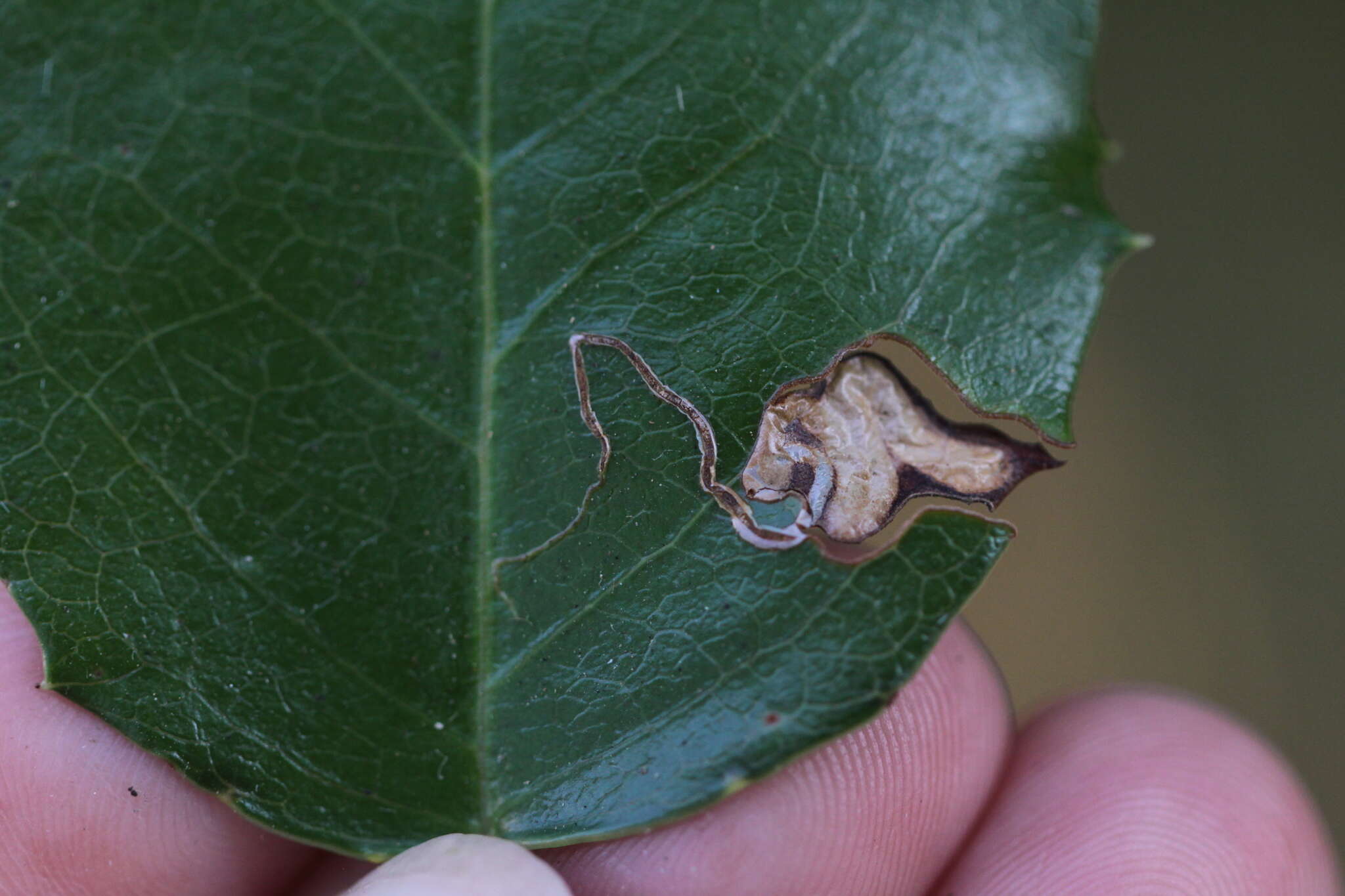 Image of Stigmella braunella (Jones 1933) Wilkinson et al. 1979