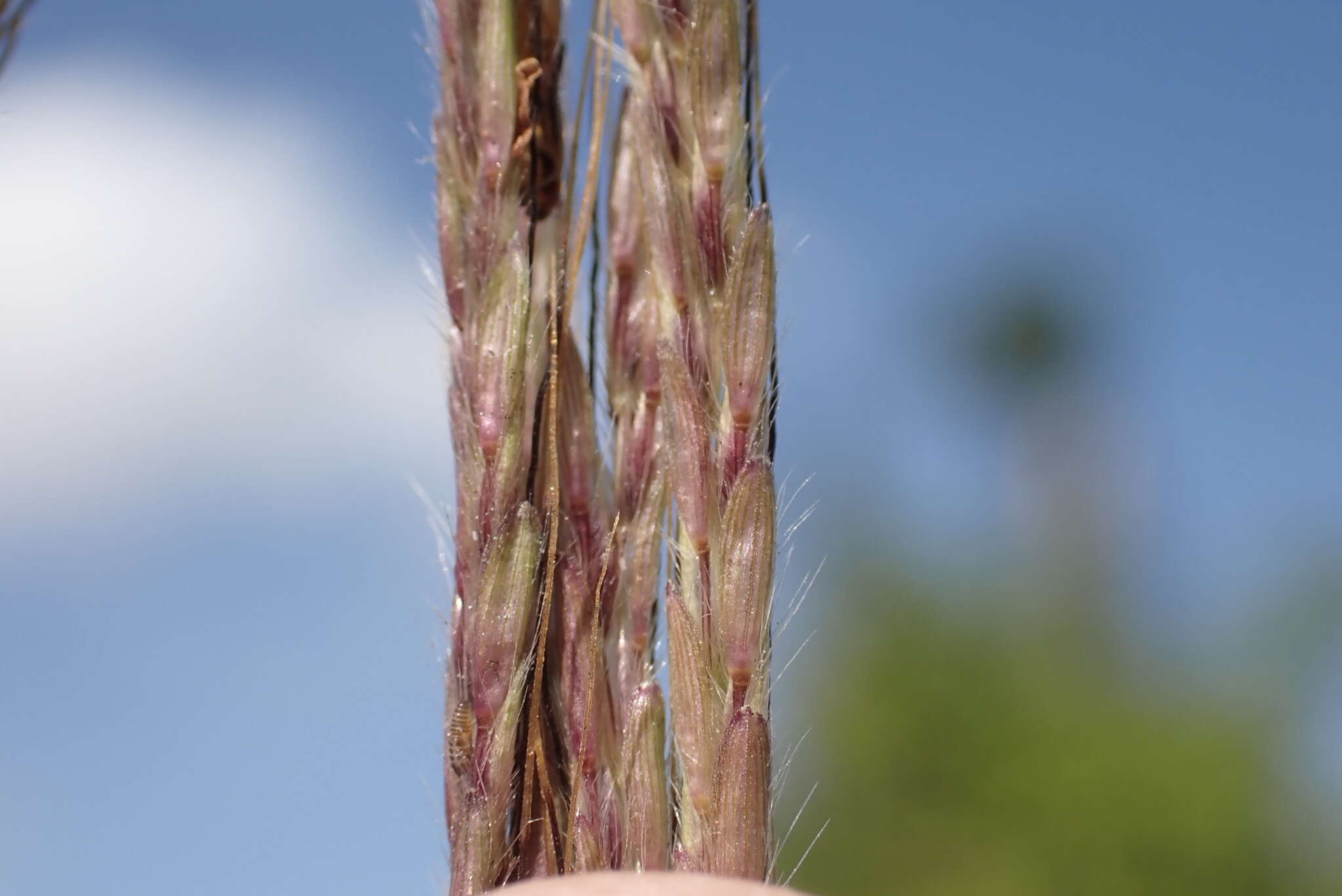 Image de Dichanthium annulatum var. annulatum