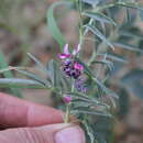 Indigofera auricoma E. Mey.的圖片