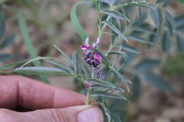 Image of Indigofera auricoma E. Mey.