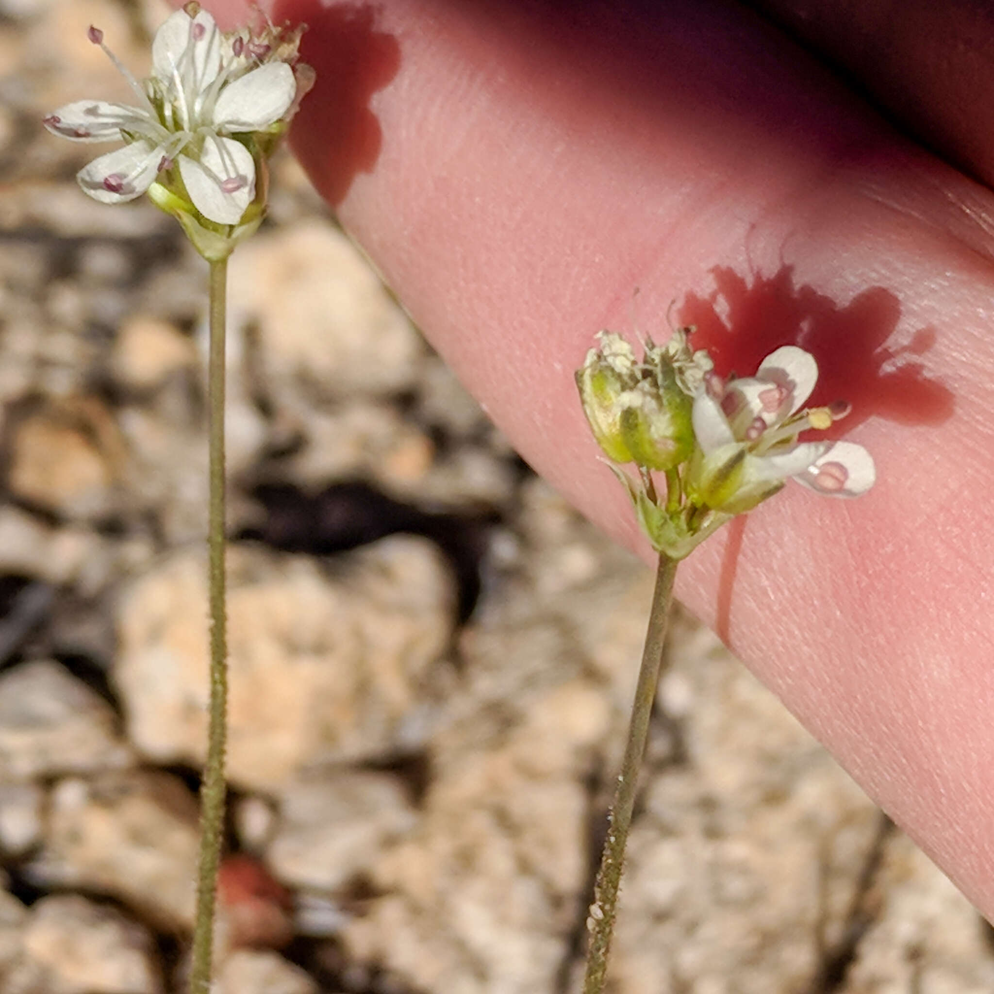 Image of suffrutescent sandwort