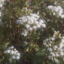 Image of Ageratina espinosarum (A. Gray) R. King & H. Rob.