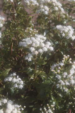 Image of Ageratina espinosarum (A. Gray) R. King & H. Rob.