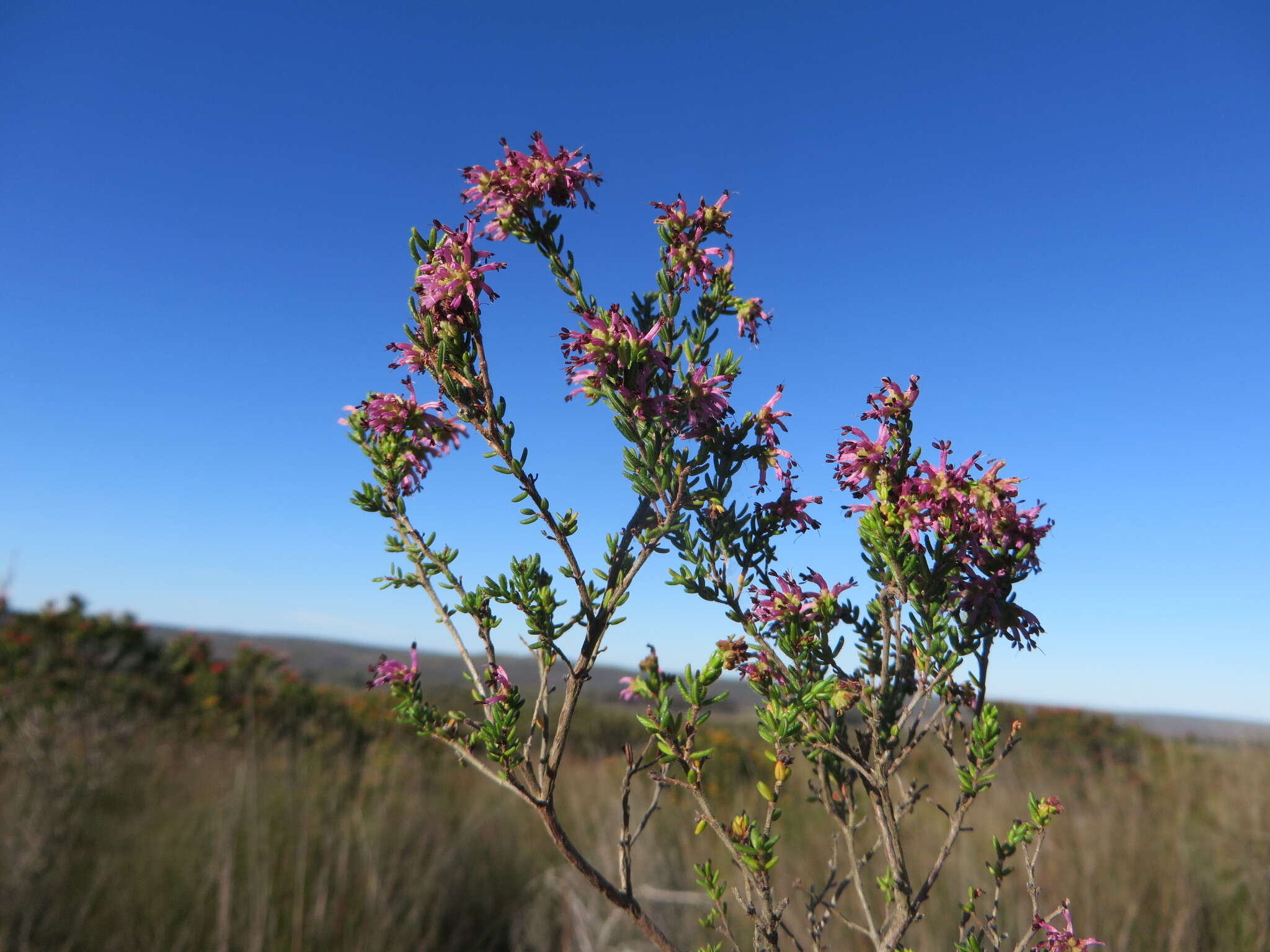 Imagem de Erica radicans subsp. radicans